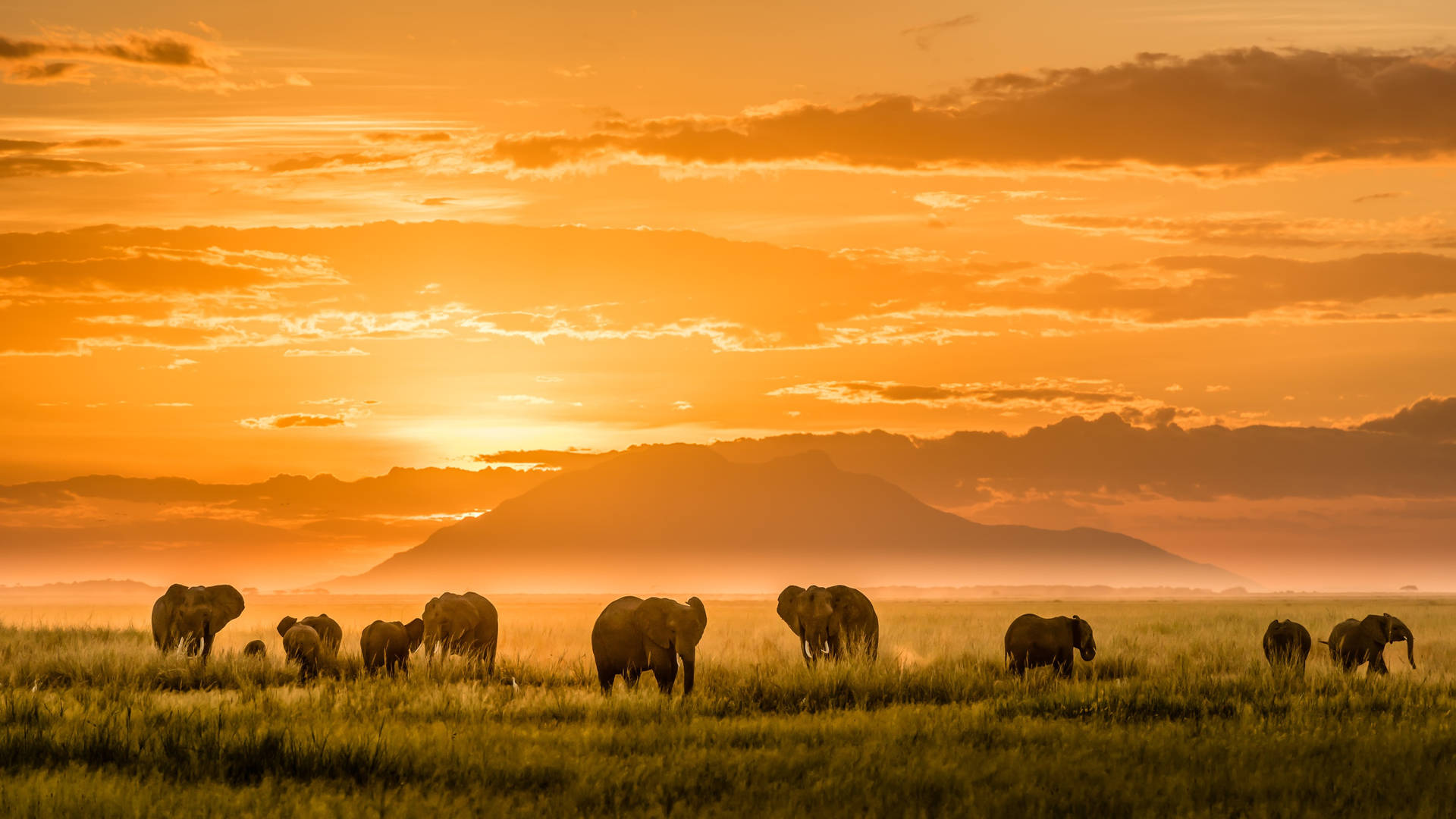 African Animals Elephant Herd Wallpaper
