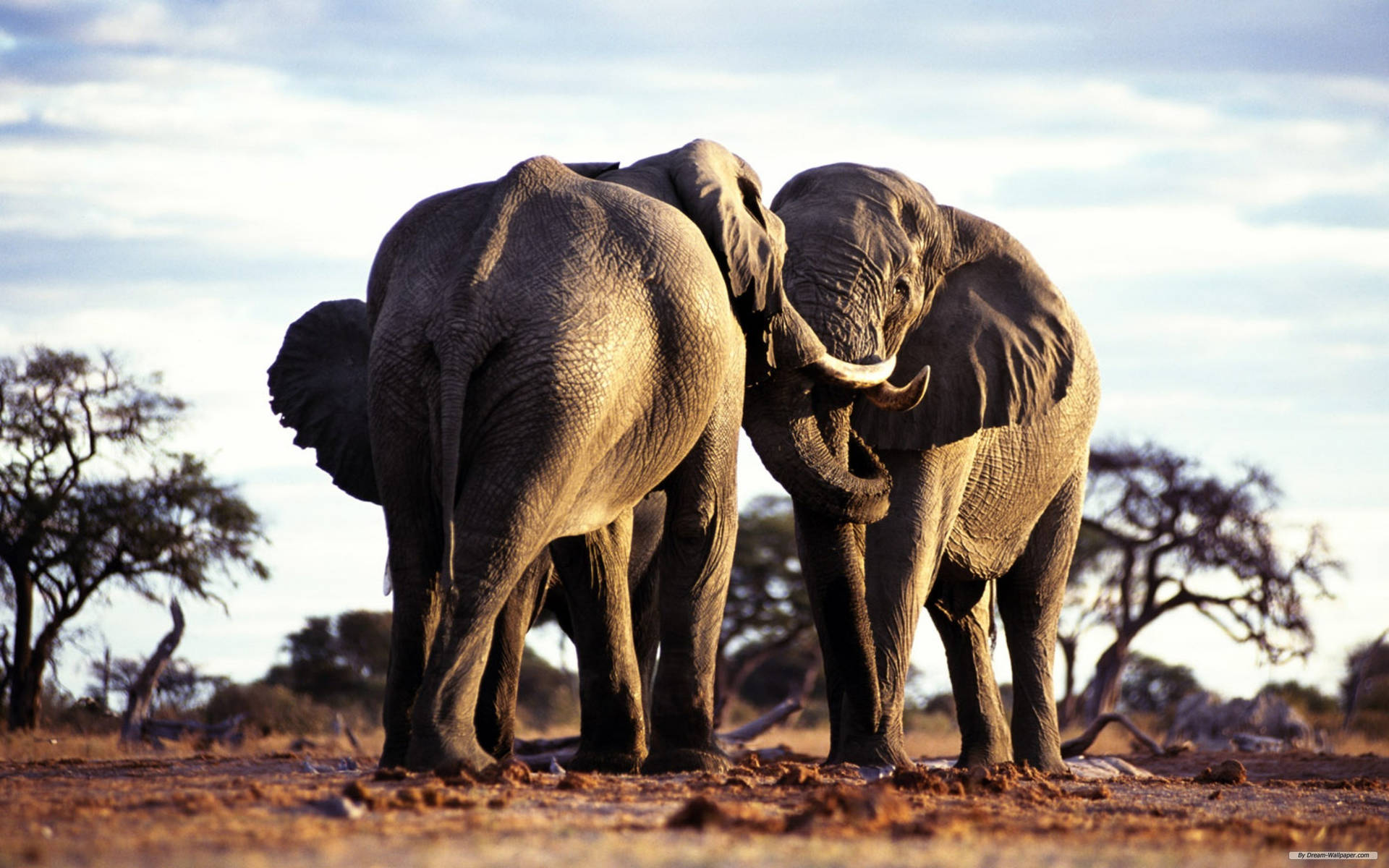 African Animals Elephant Hug Wallpaper