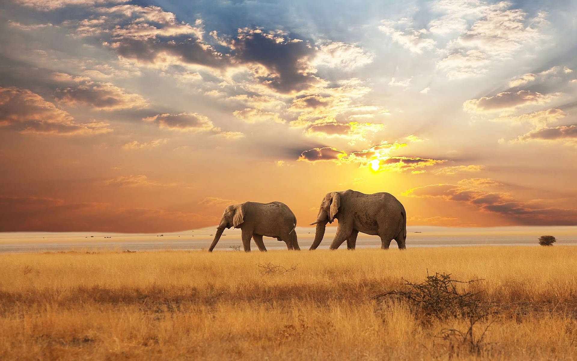 African Animals Elephants Grass Wallpaper