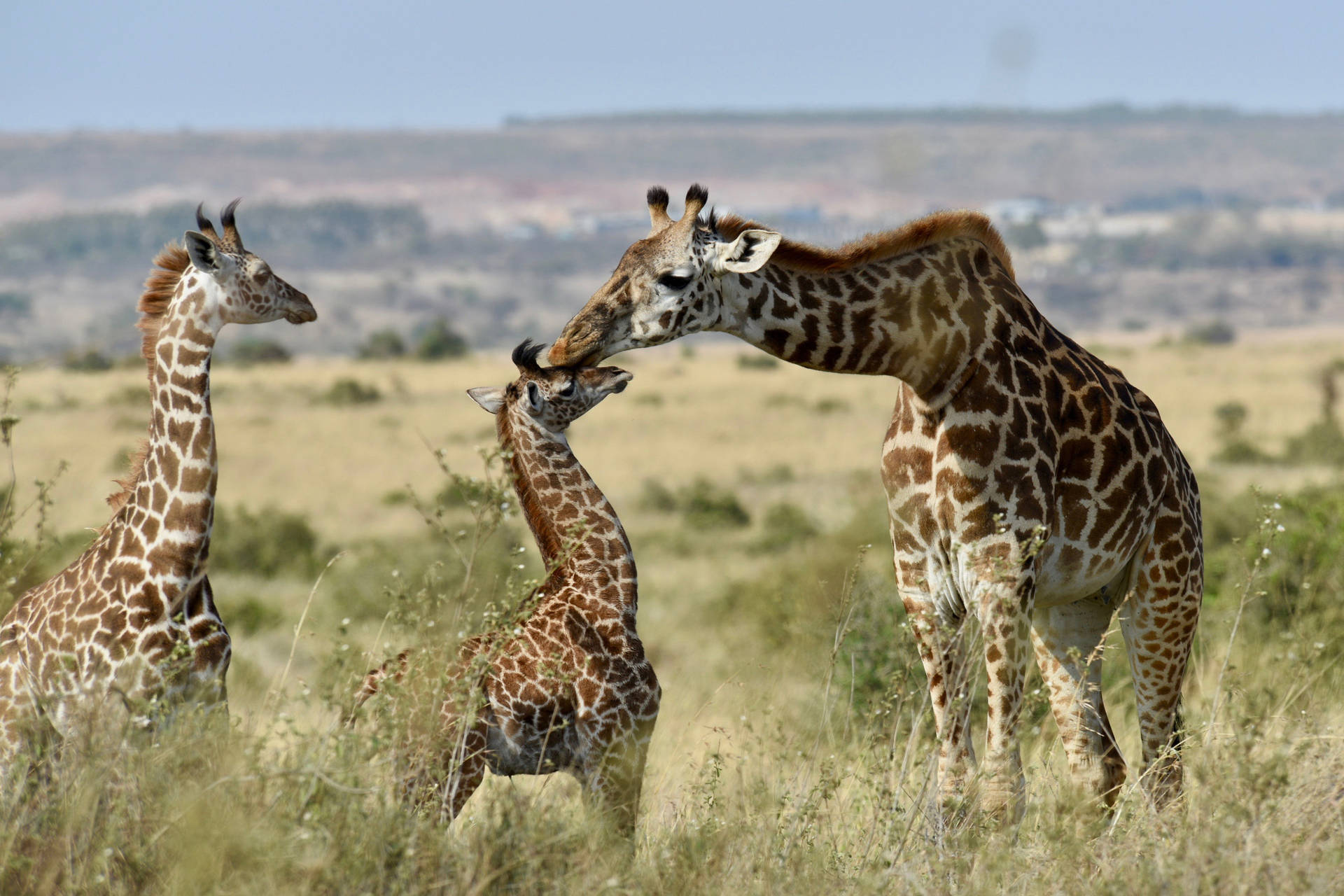 African Animals Giraffe Calf