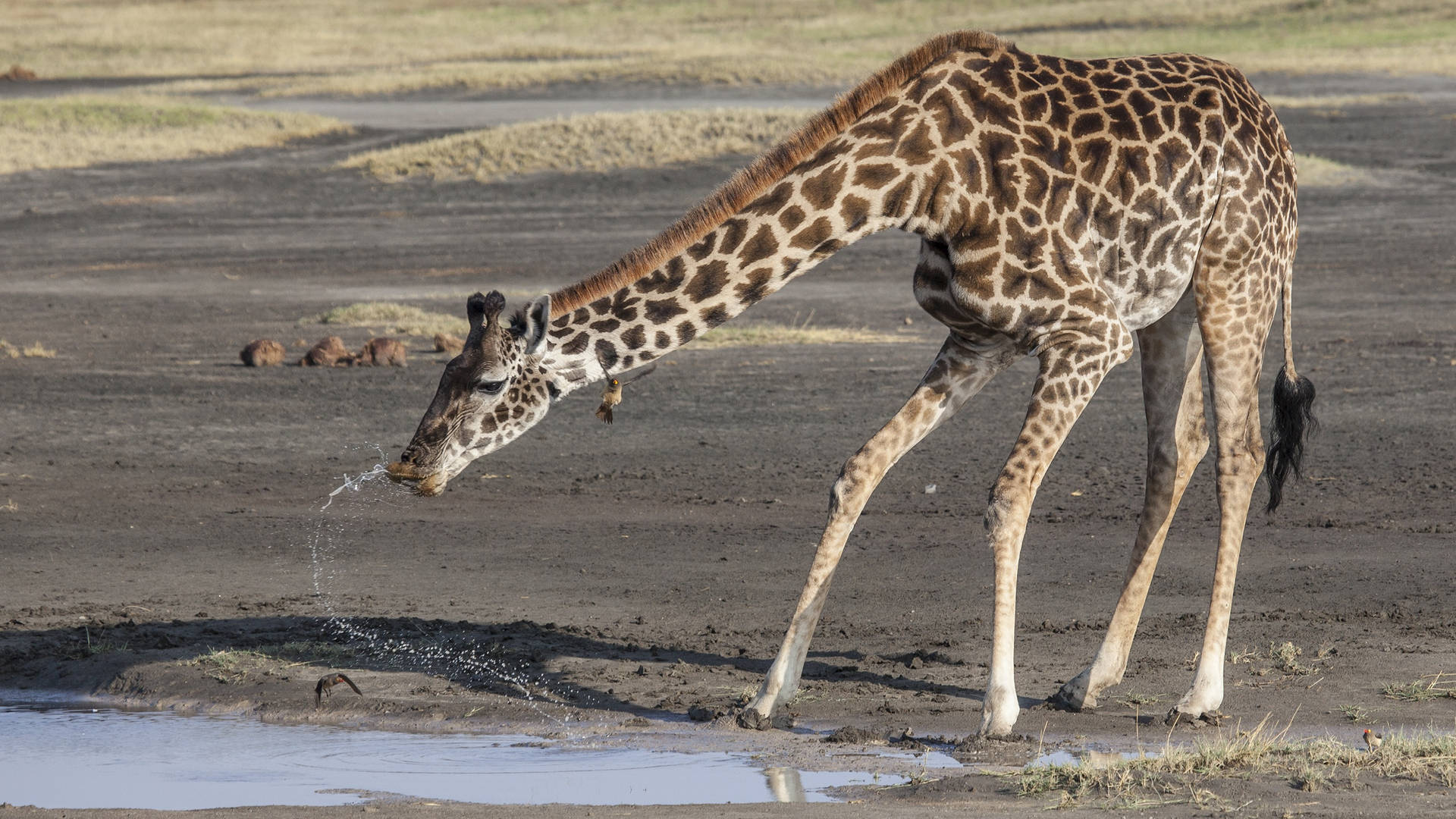 Afrikanischetiere Giraffe Wasser Wallpaper