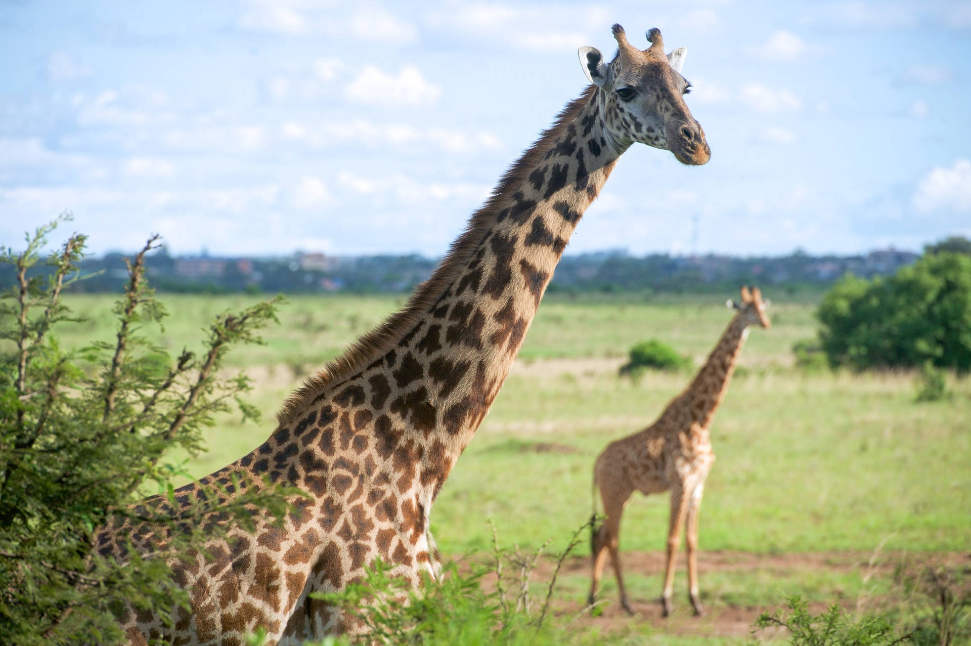 African Animals Giraffes