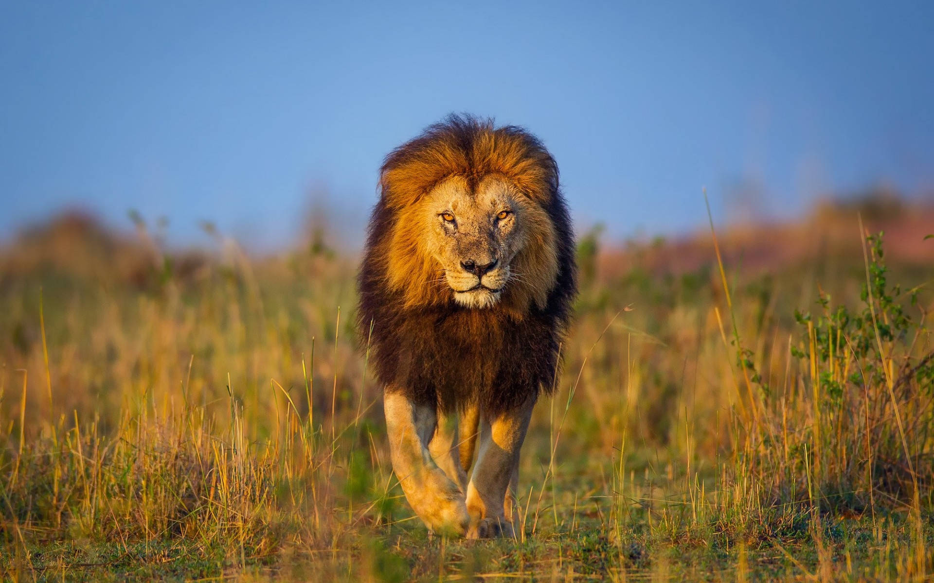 African Animals Large Lion