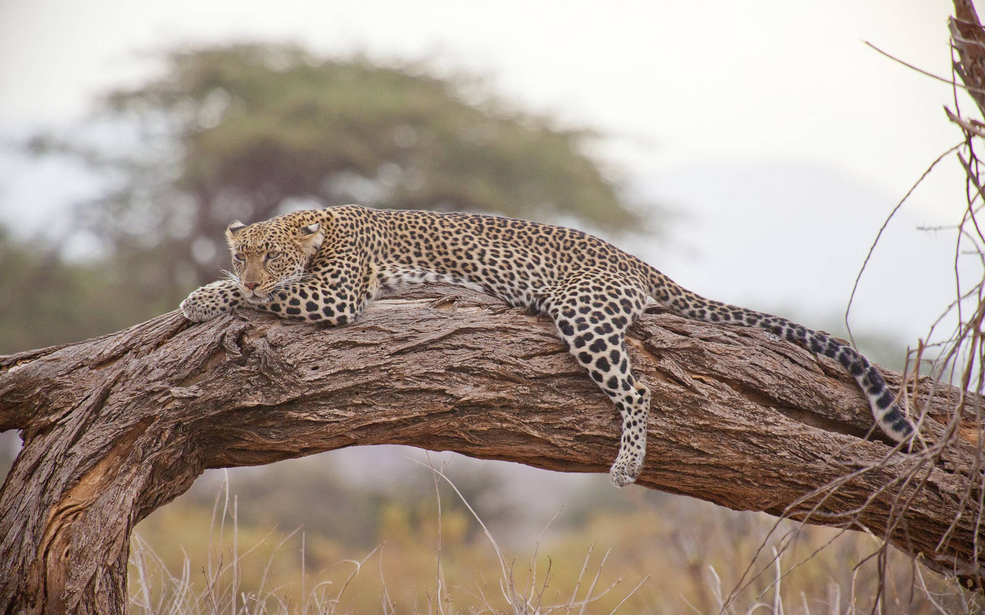 African Animals Leopard Trunk Wallpaper