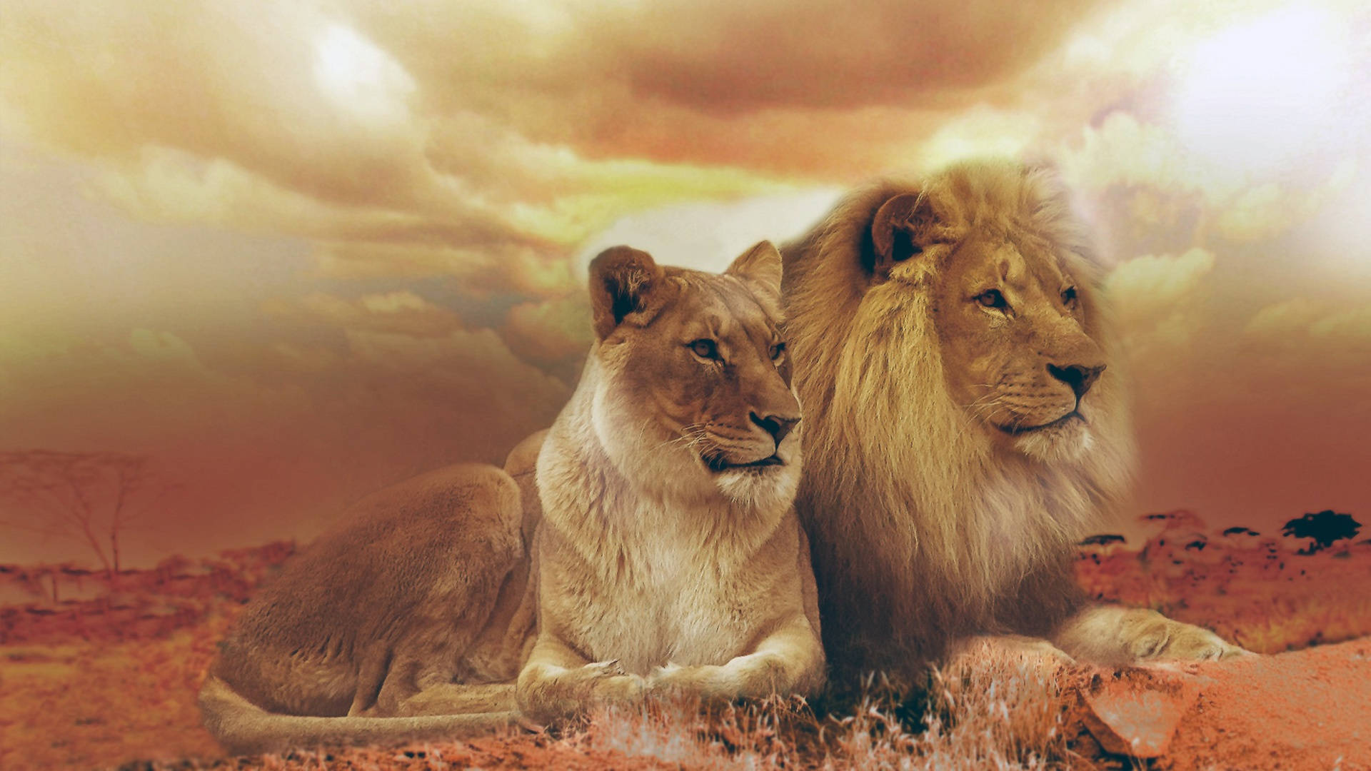 African Animals Lion Lioness Wallpaper