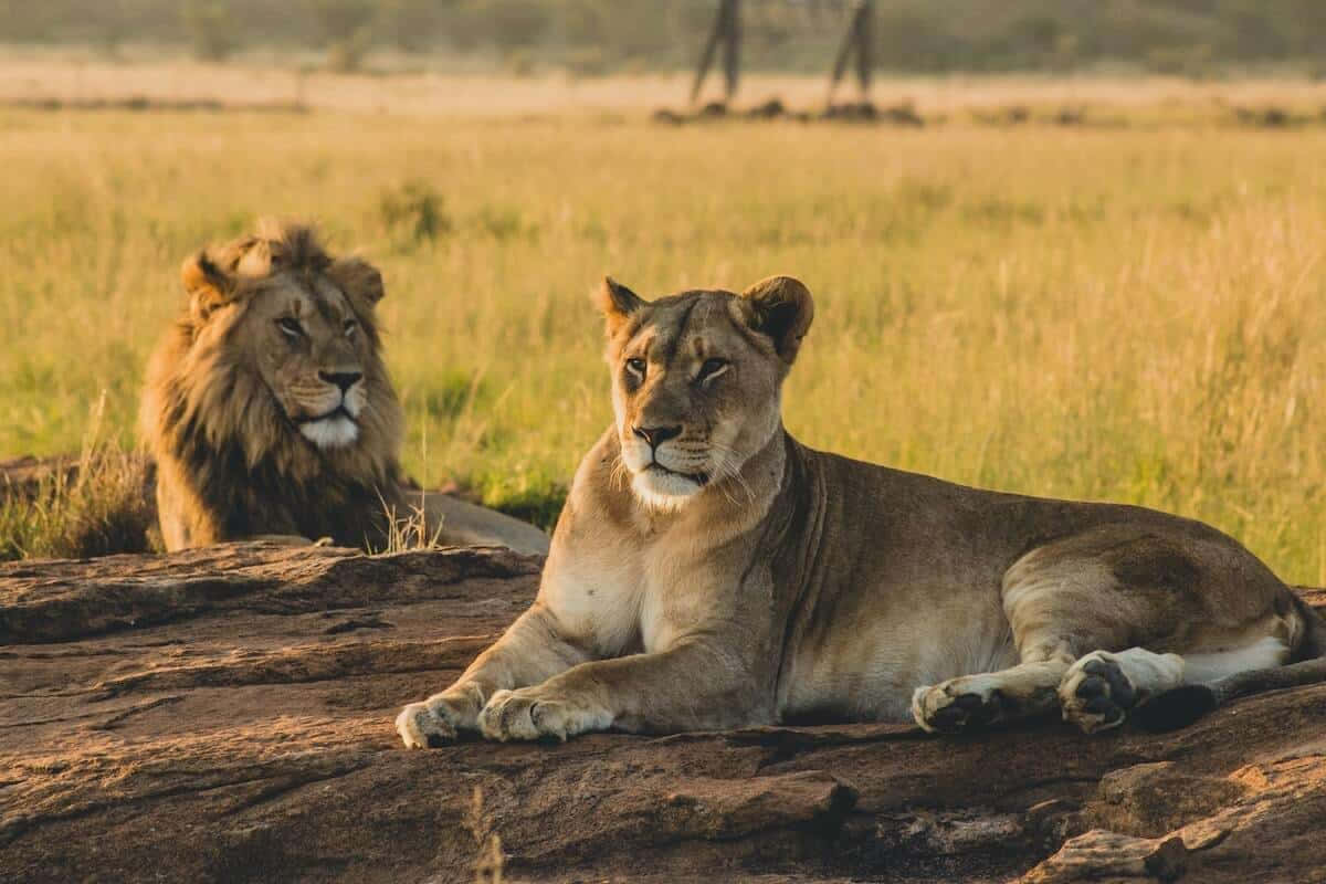 Taen Safari Och Bevittna De Majestätiska Afrikanska Djuren.