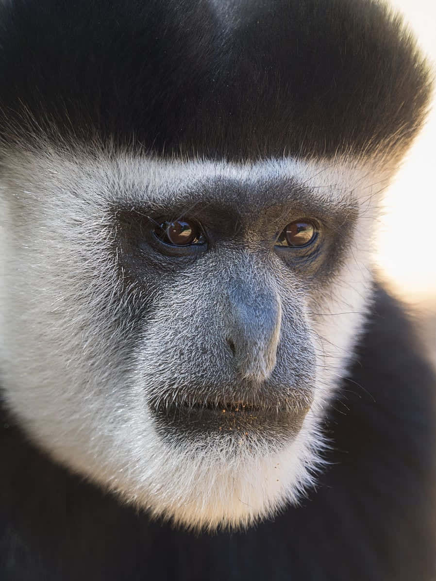 A Monkey With A Black And White Head