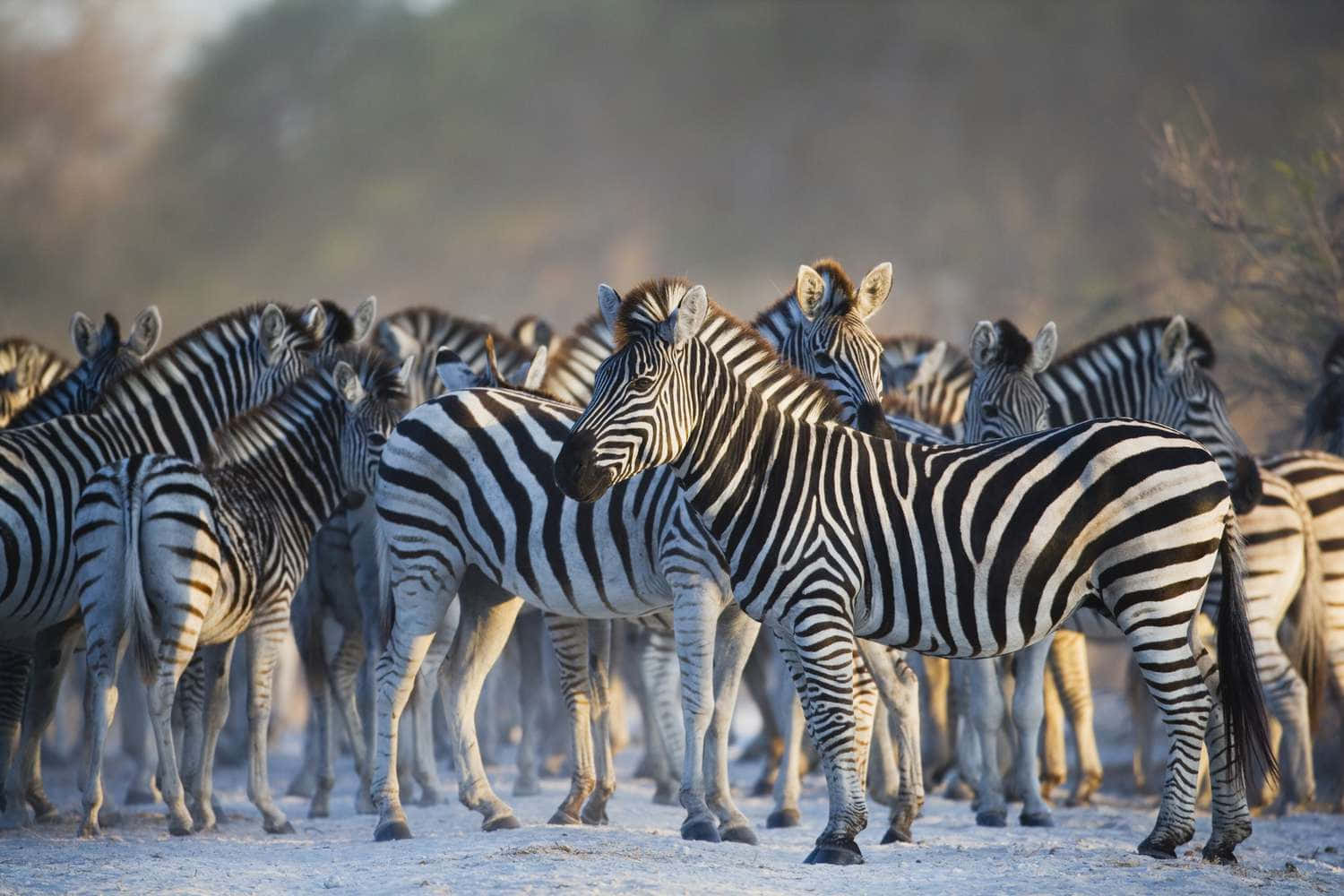 Scoprialcuni Degli Incredibili Animali Selvatici Dell'africa!