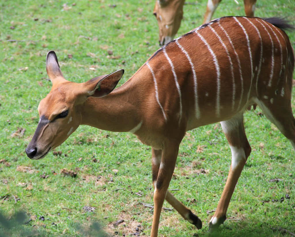 Enfärgglad Safari Med Afrikanska Djur
