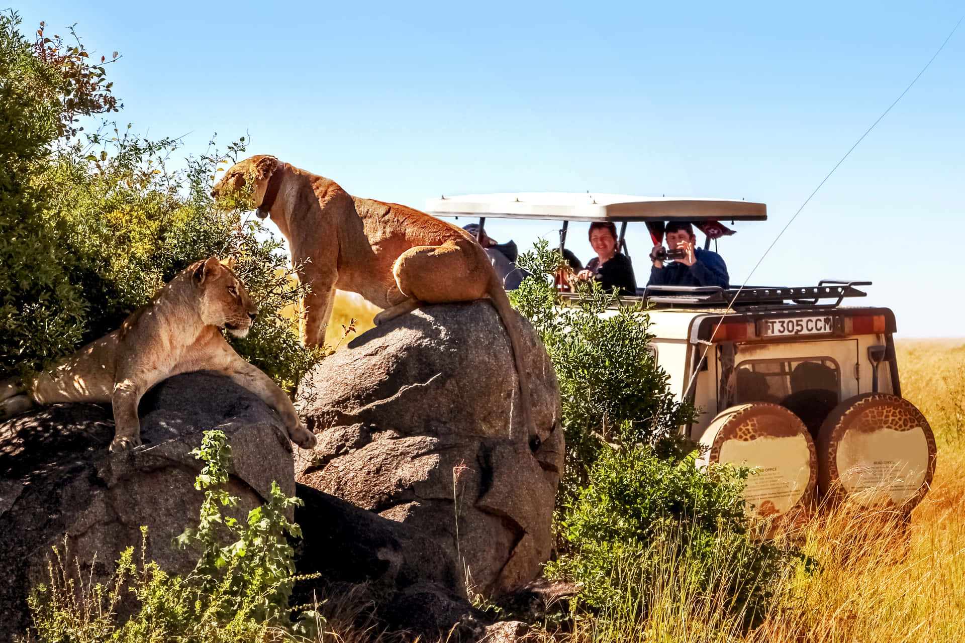 A Safari Vehicle With A Lion And A Giraffe