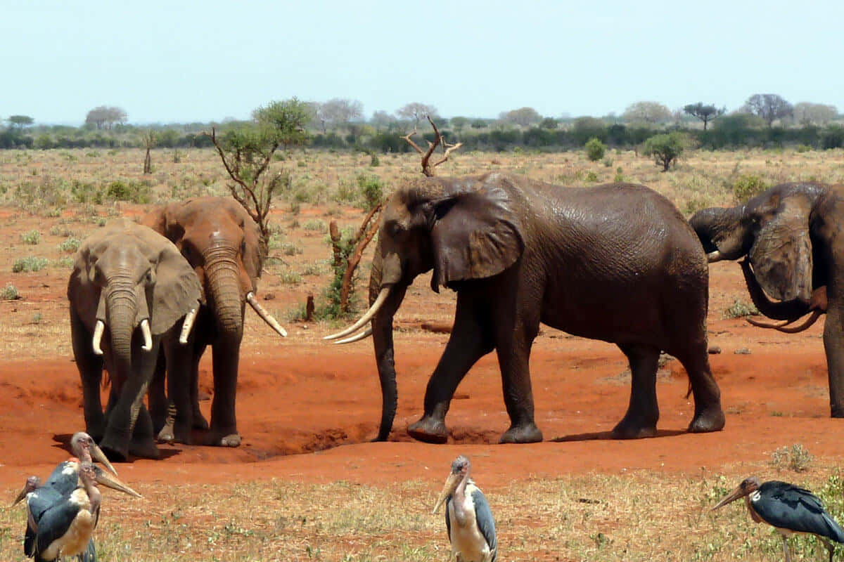 Entdeckensie Die Majestätische Schönheit Der Afrikanischen Tierwelt