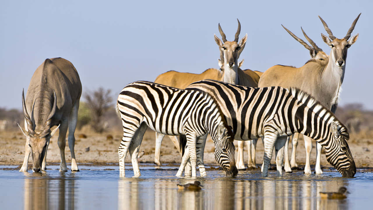 Billedeen Flok Zebraer På Den Afrikanske Savanne.