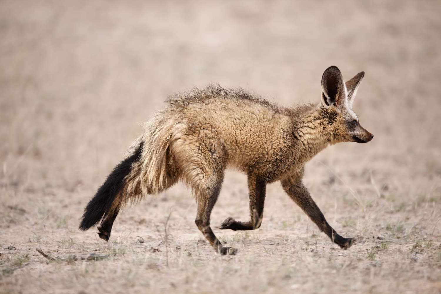 A Small Fox Walking Through A Dry Field