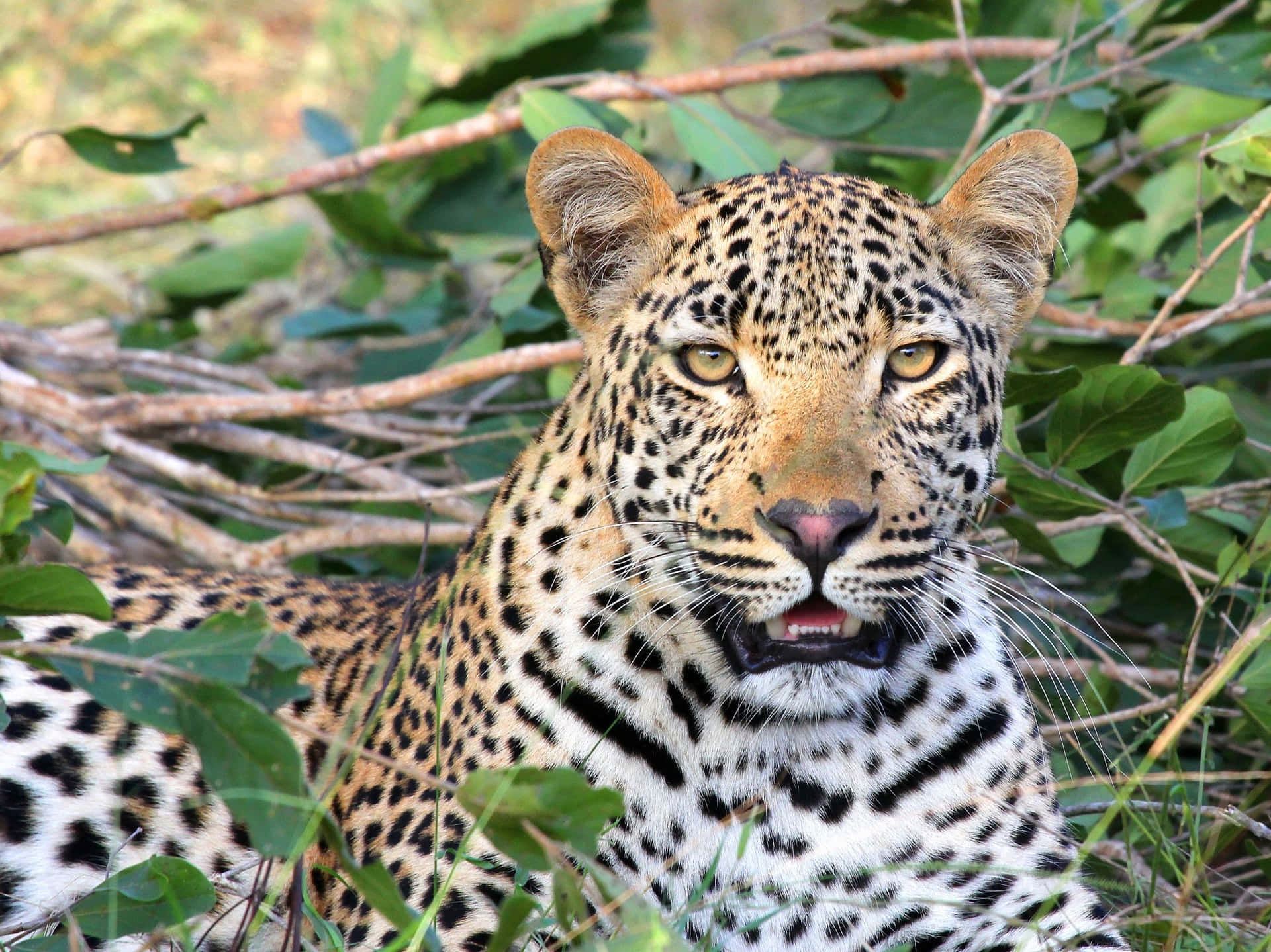 "Witness an African Safari Experience with these Majestic Wild Animals"