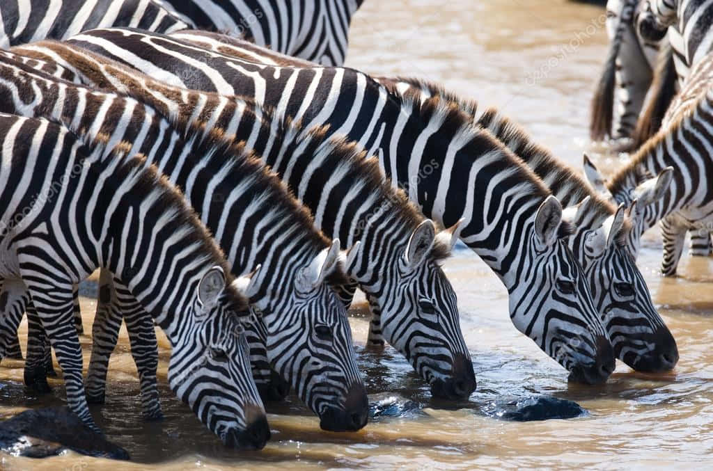 A Group Of Zebras Drinking Water From A River