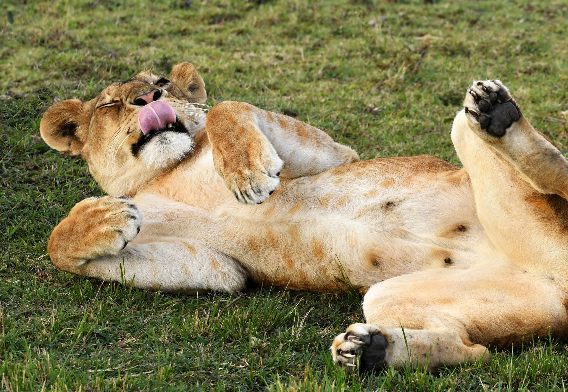 African Animals Resting Lion Wallpaper