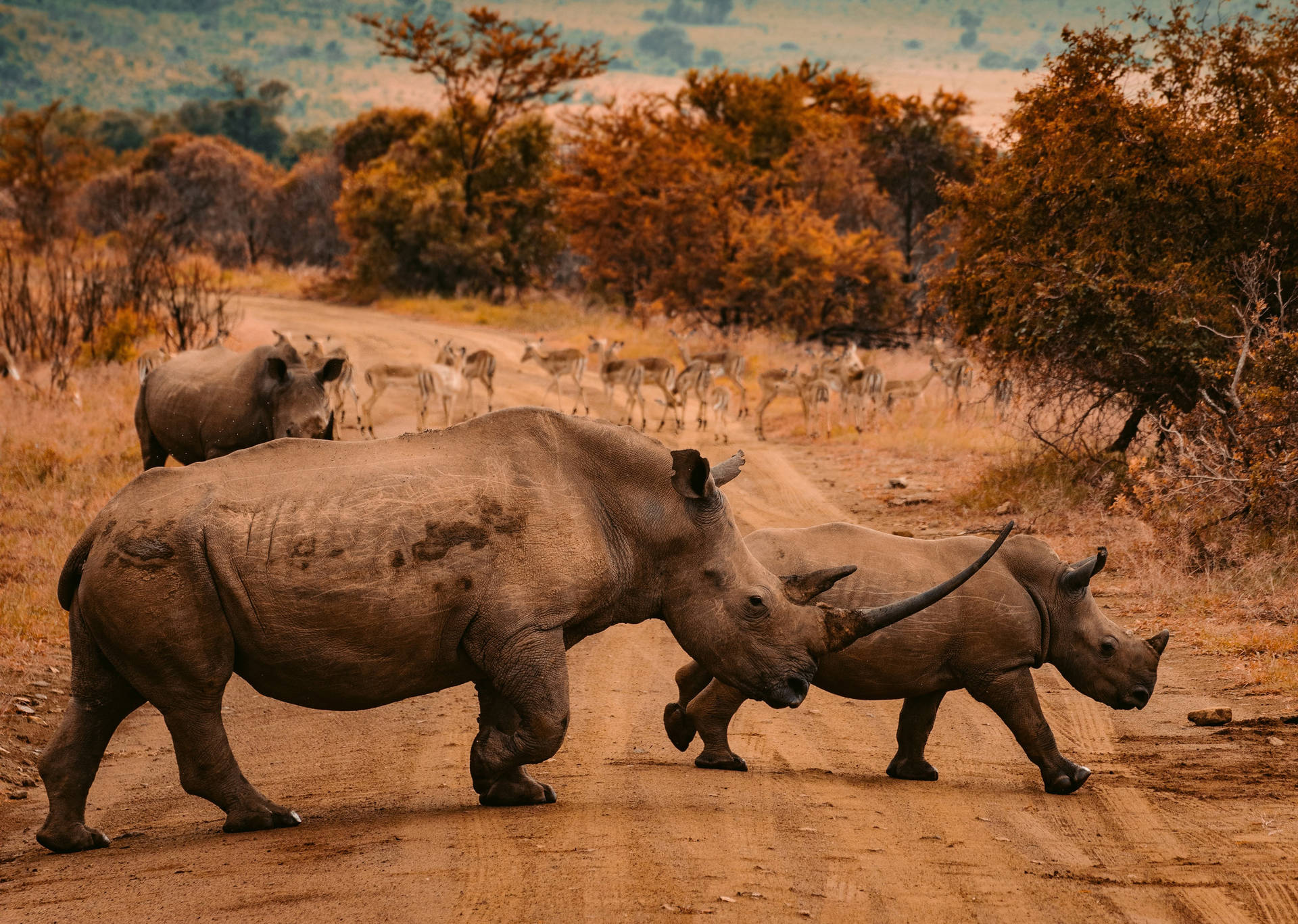 African Animals Rhinos Wallpaper