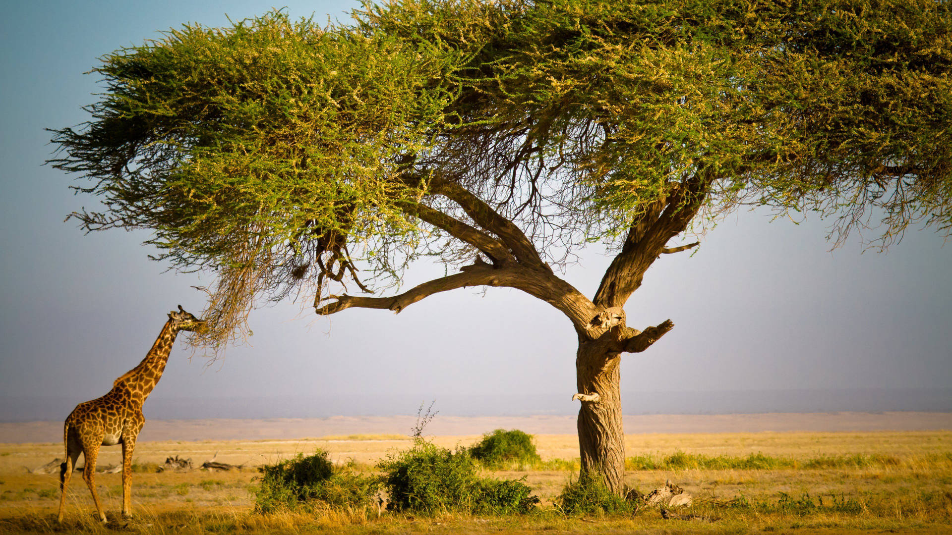African Animals Tree Grazing