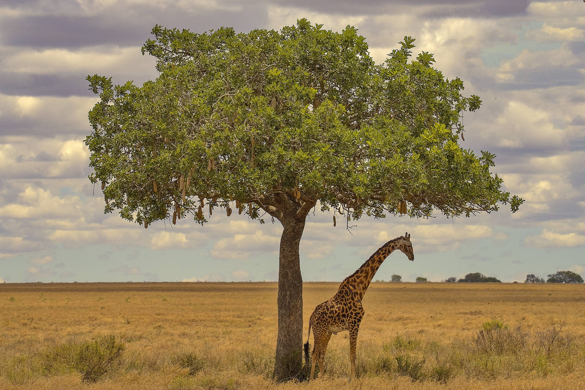 African Animals Tree Shade Wallpaper