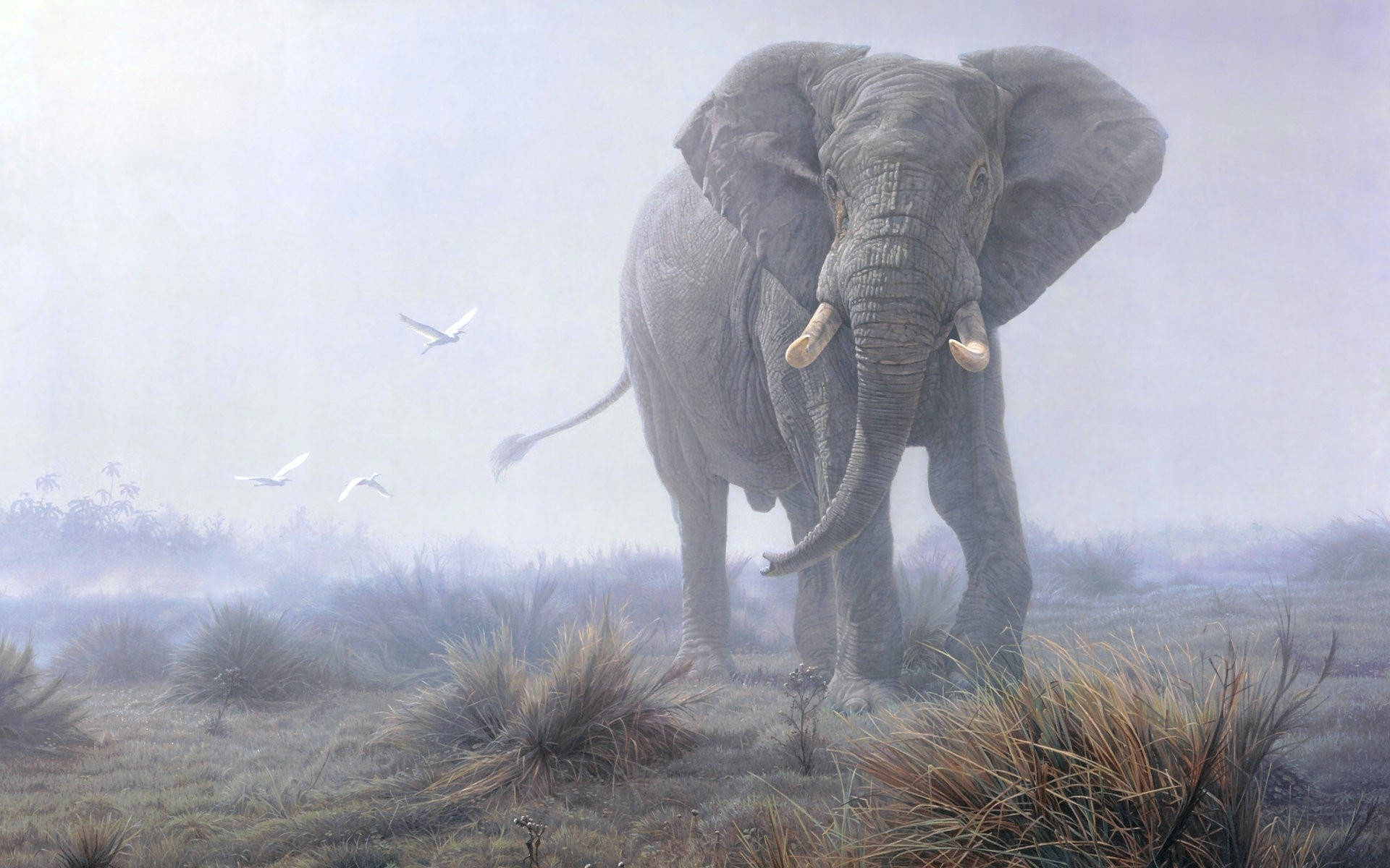 African Animals White Elephant Wallpaper