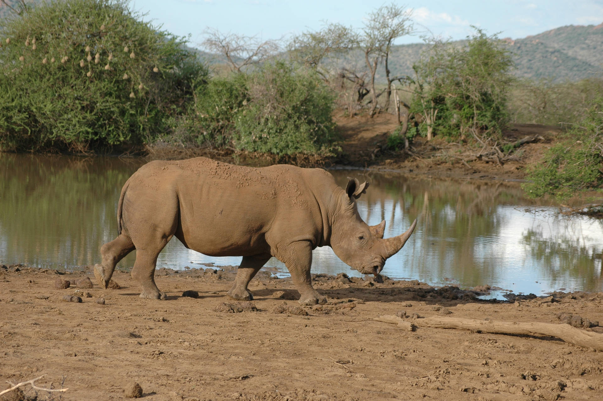 African Animals White Rhino Wallpaper