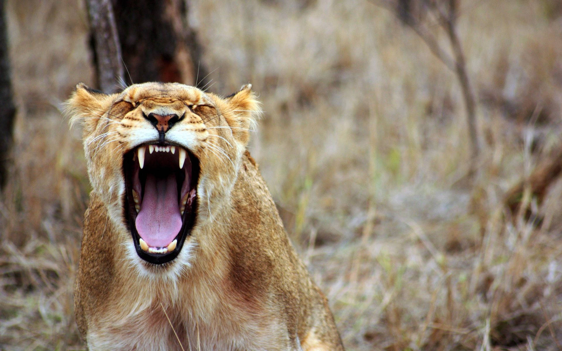 African Animals Yawning Lion Wallpaper
