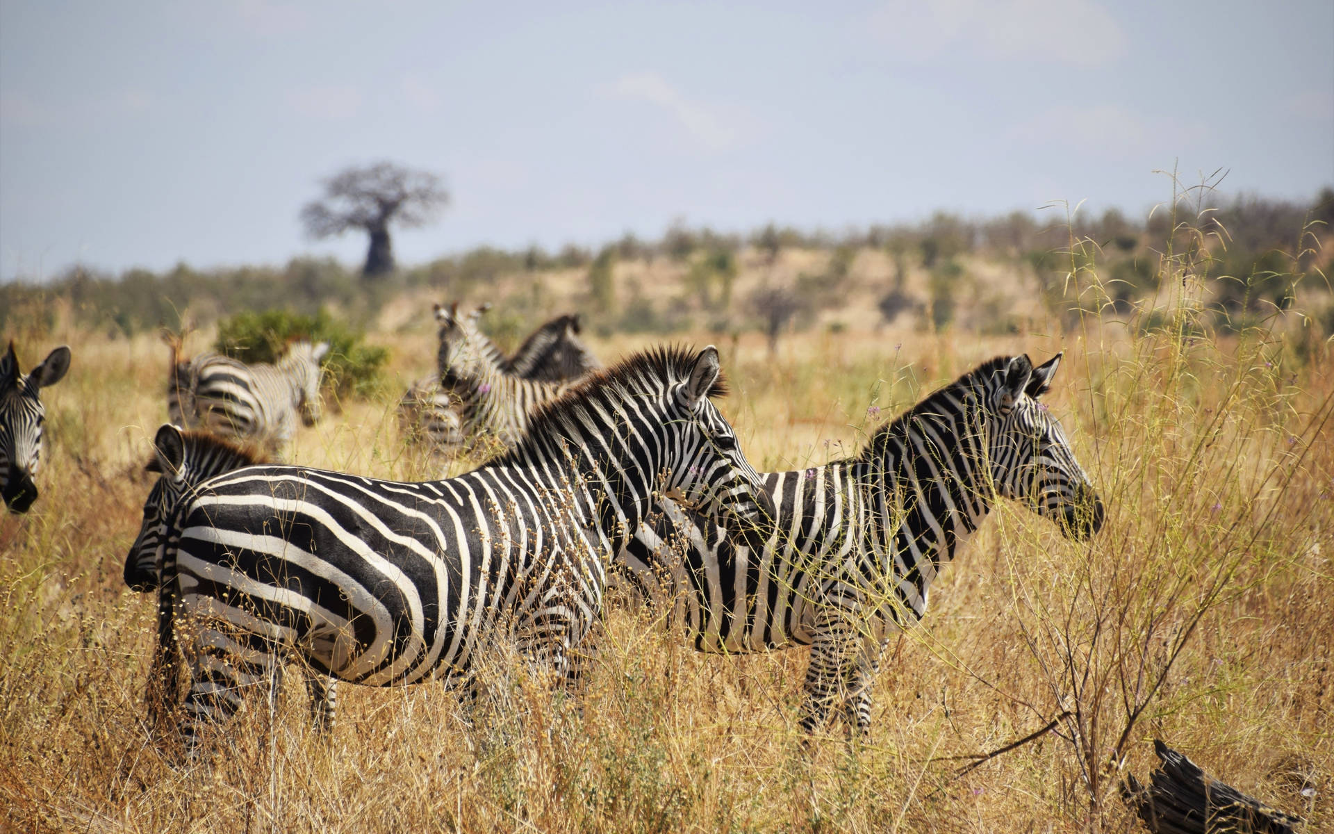 African Animals Zebras