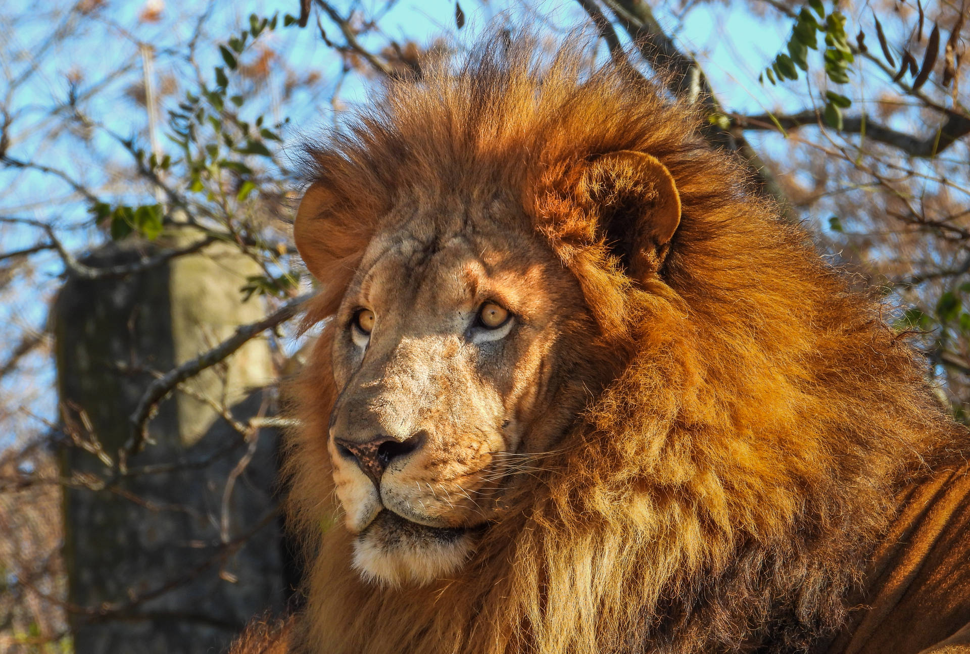 African Barbary Lion