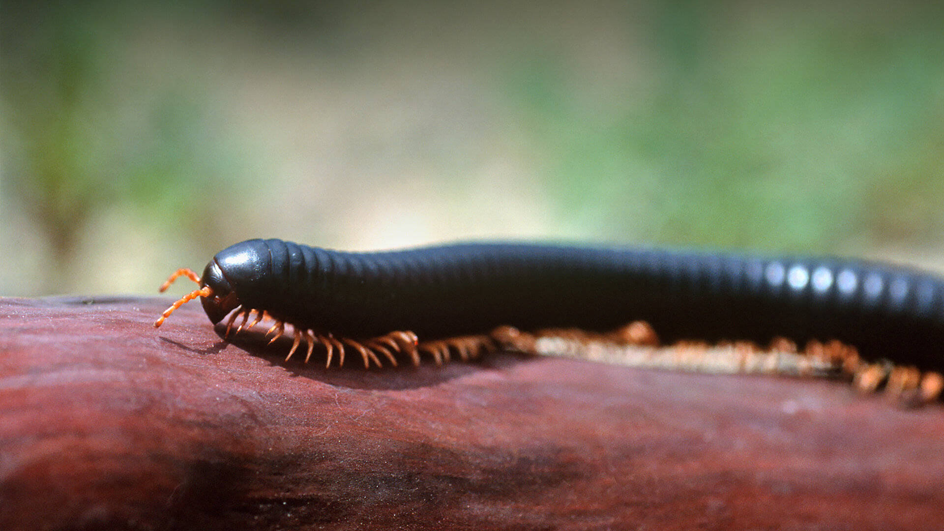 African Black Millipede on the Move Wallpaper