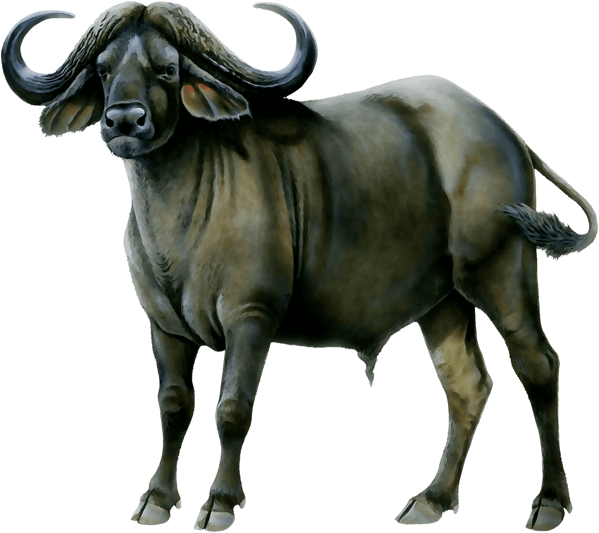 African Buffalo Illustration PNG