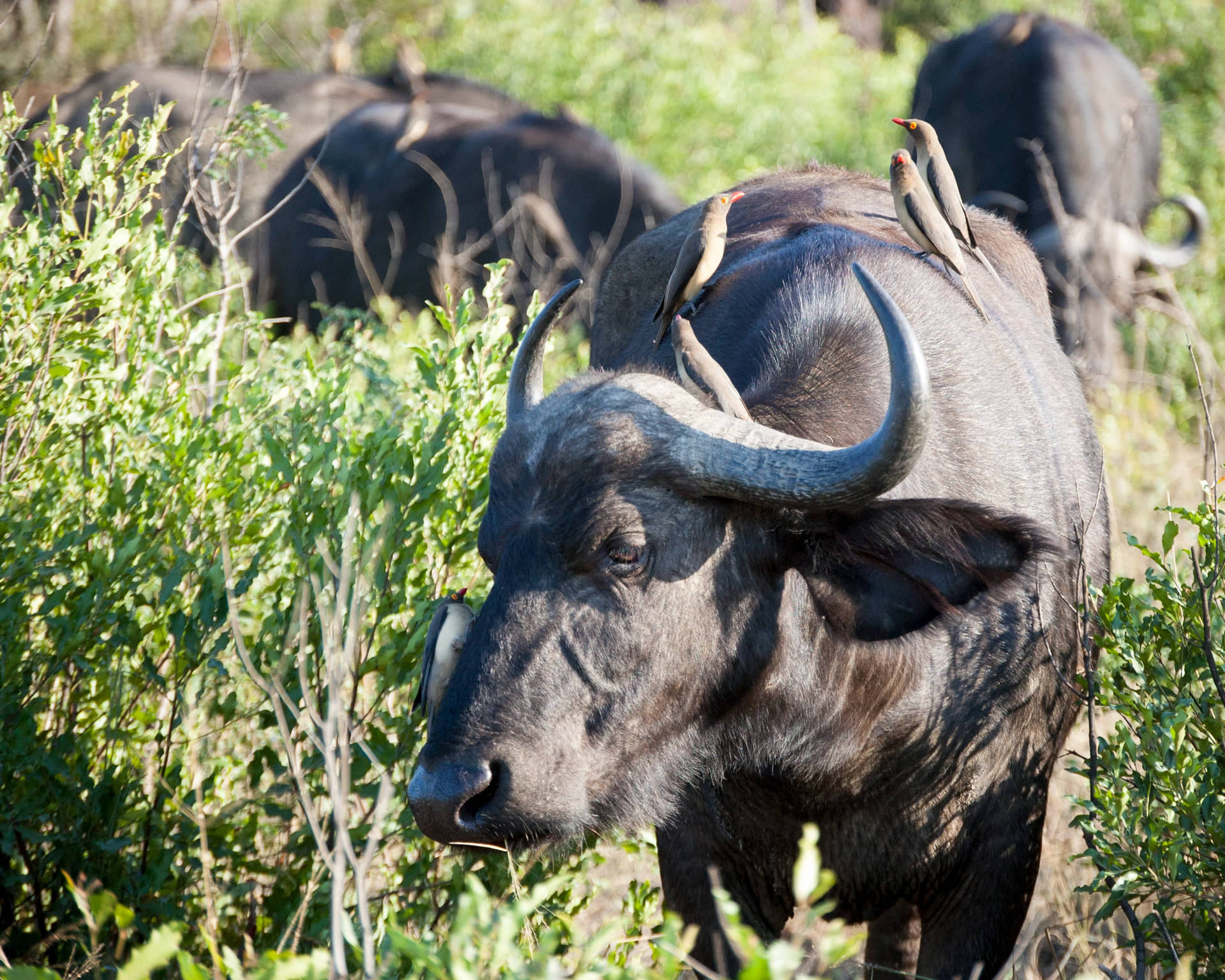 African Buffalo Ox Wallpaper