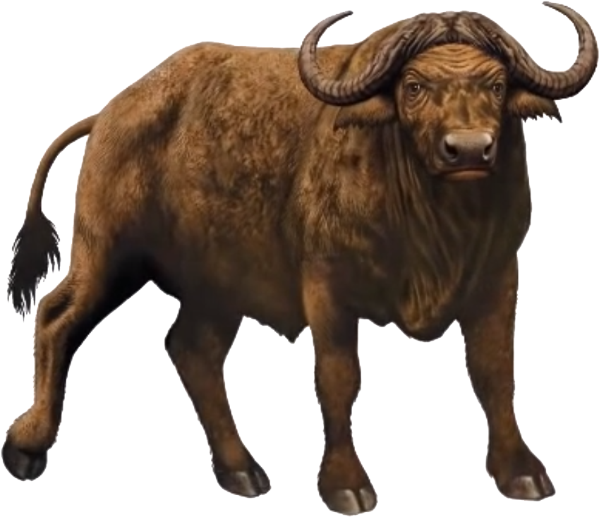 African Buffalo Standing Transparent Background PNG