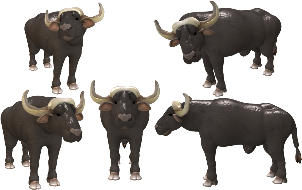 African Buffalo3 D Model Views PNG