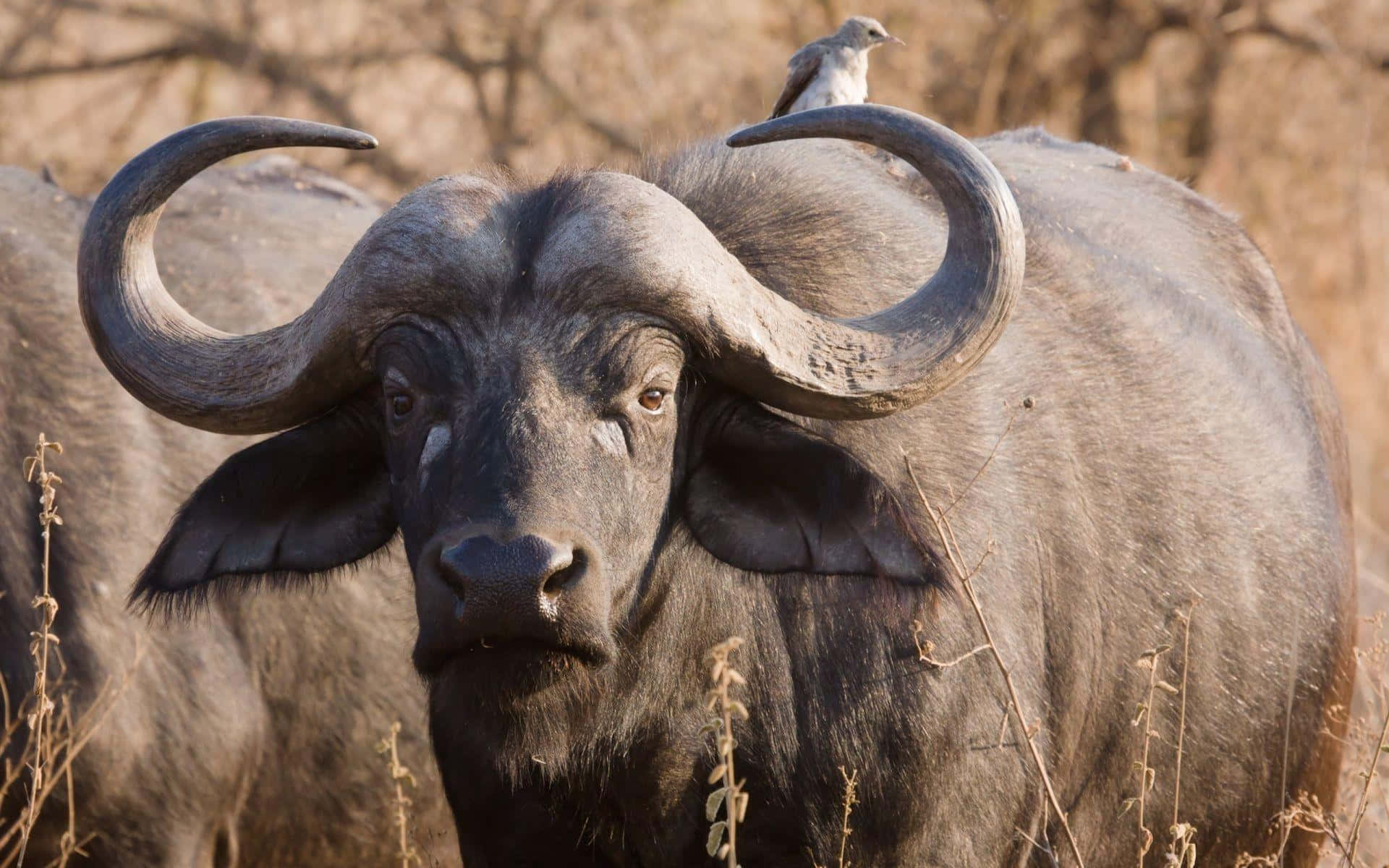 African Buffalowith Oxpecker Bird Wallpaper