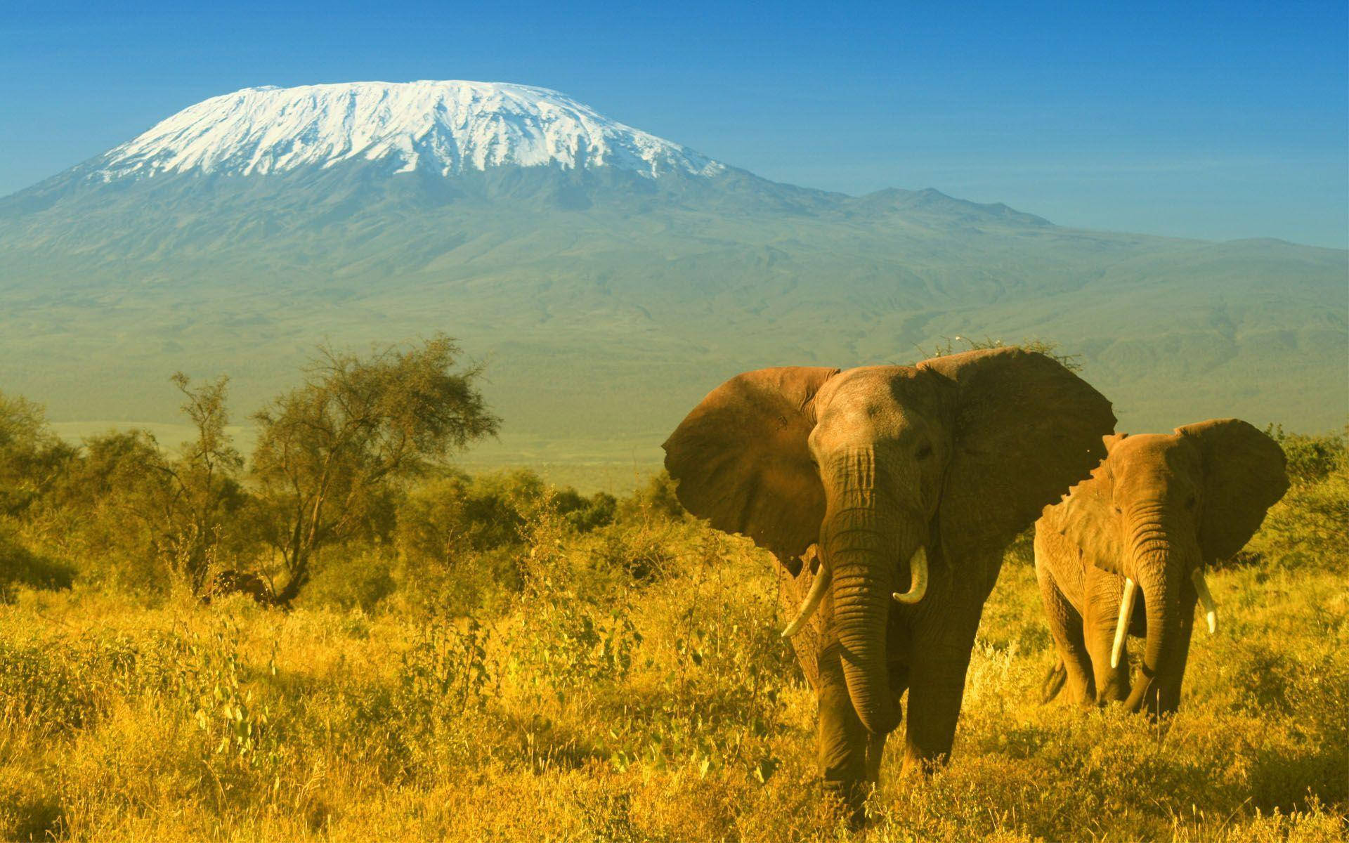 Afrikansk Bush Elefant I Kenya Wallpaper