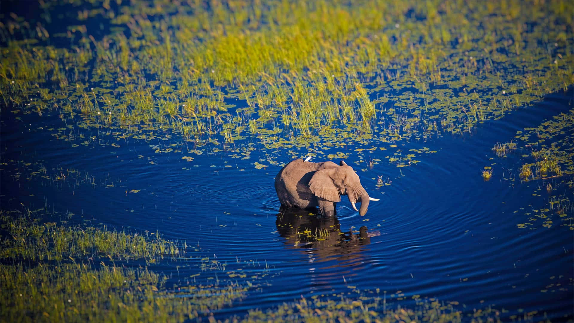 African Bush Elephant In Okavango Delta Wallpaper