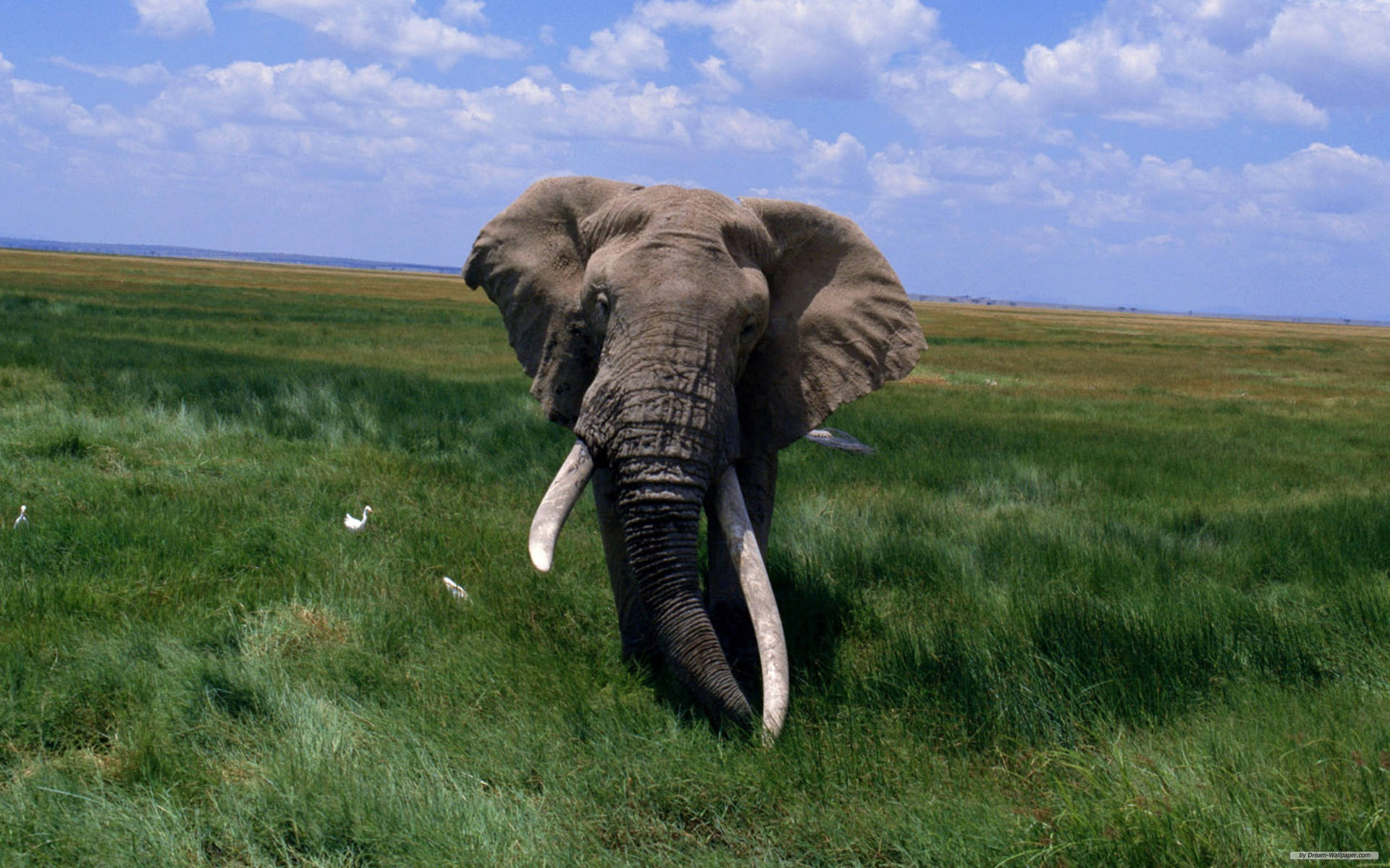 African Bush Elephant On Savannah