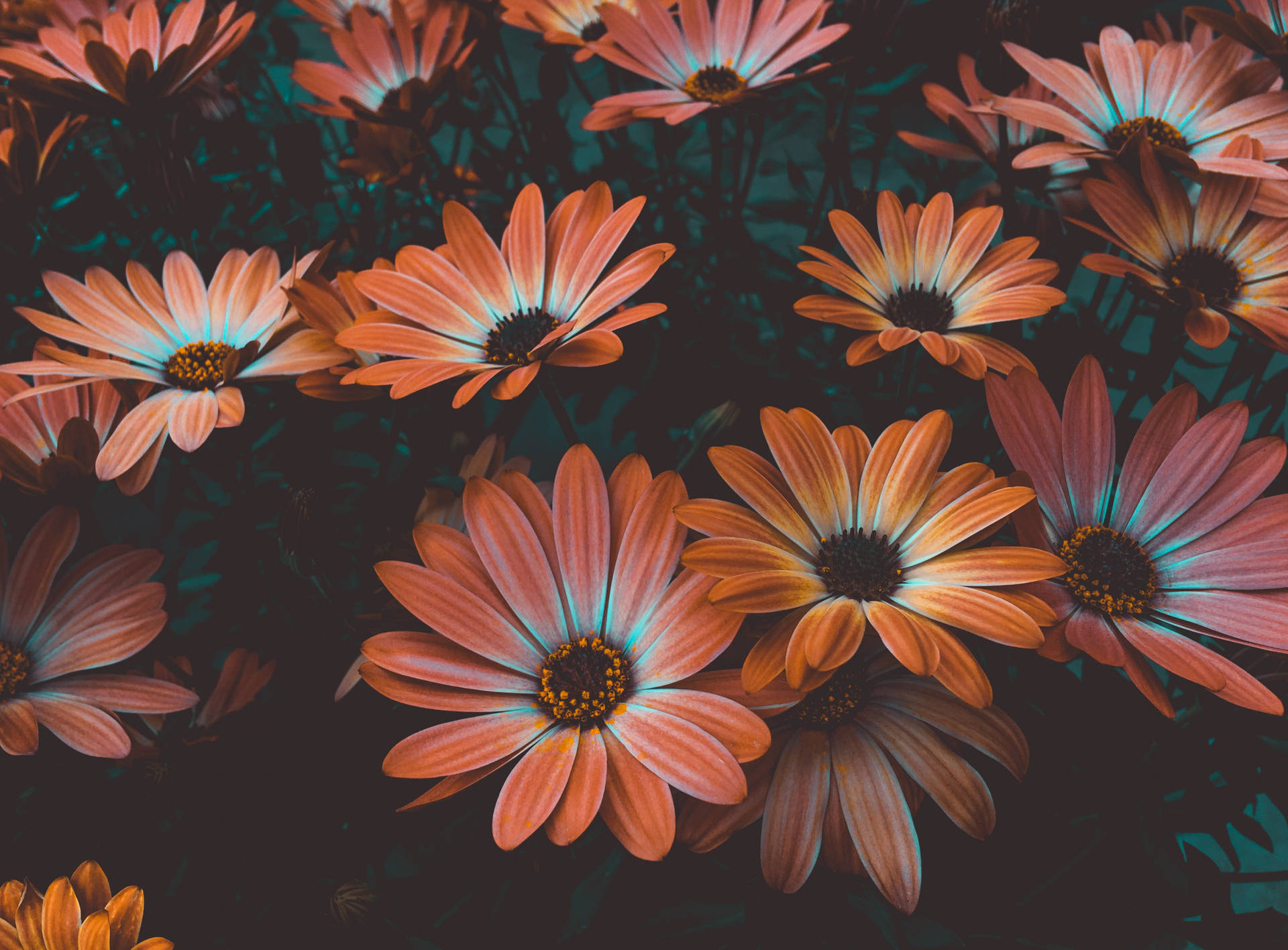African Daisies Background