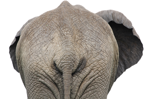African Elephant Head Closeup PNG