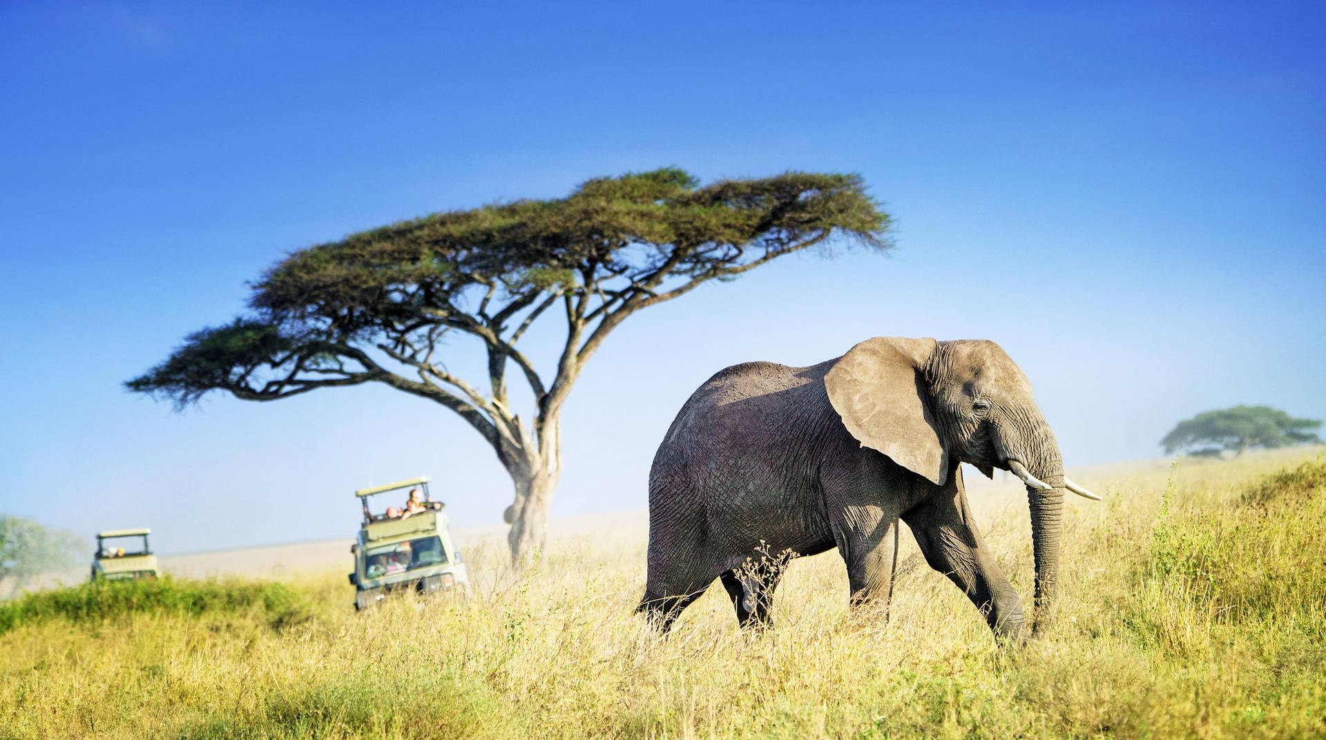 Majestic African Elephant Roaming in Tanzania Wallpaper