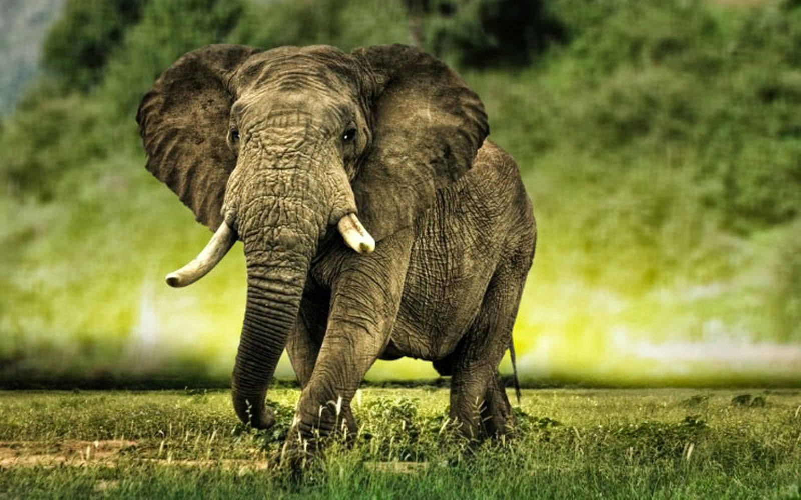 An majestic African Elephant in its natural habitat Wallpaper