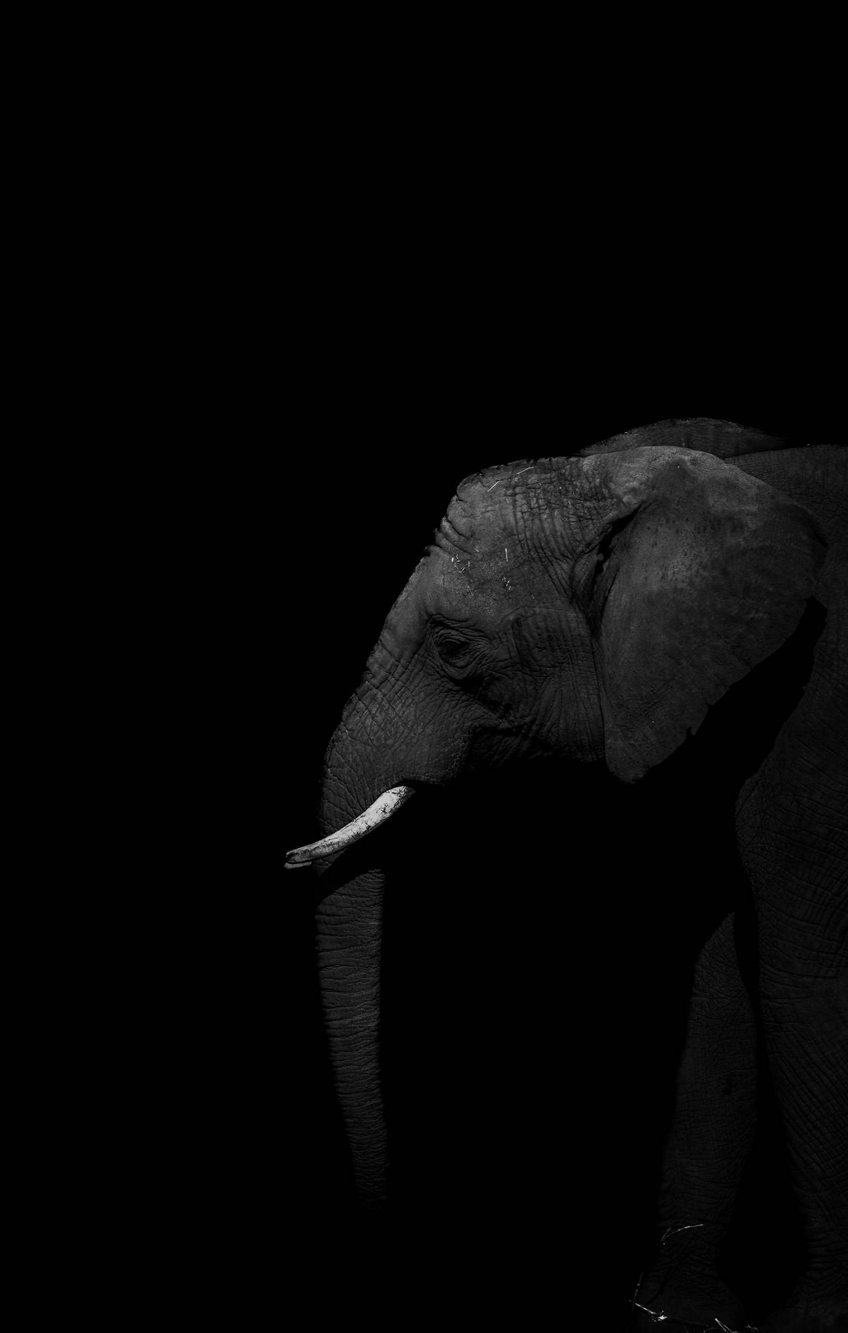 African Elephant Iphone Wallpaper