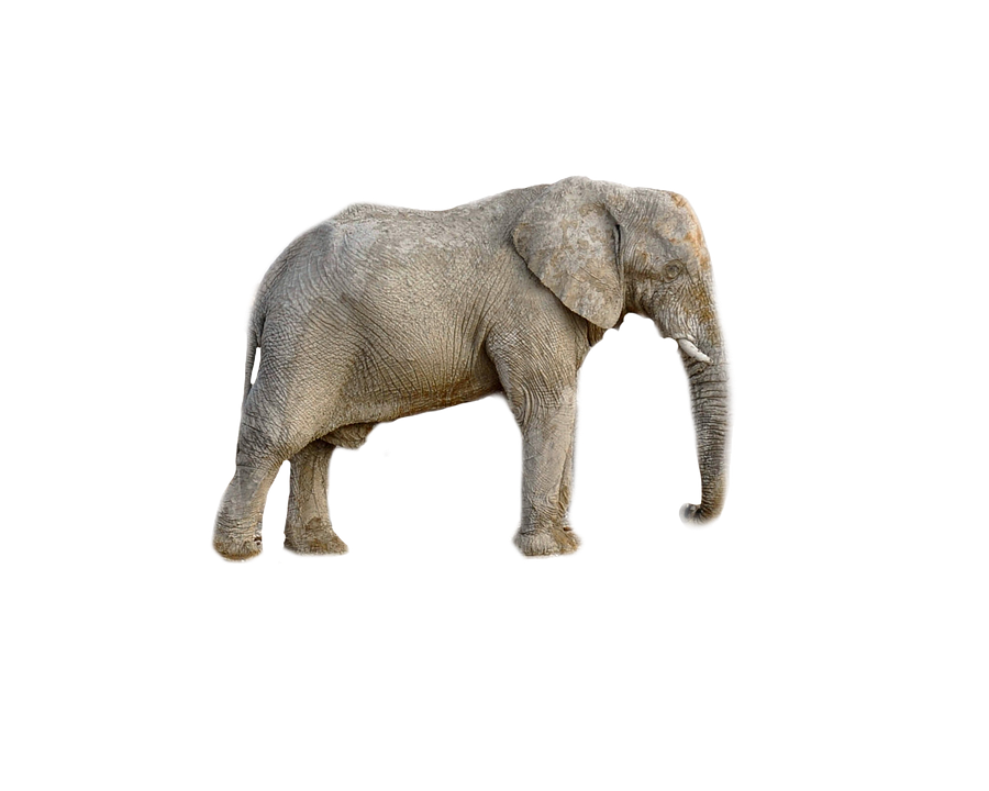 African Elephant Isolatedon Gray PNG