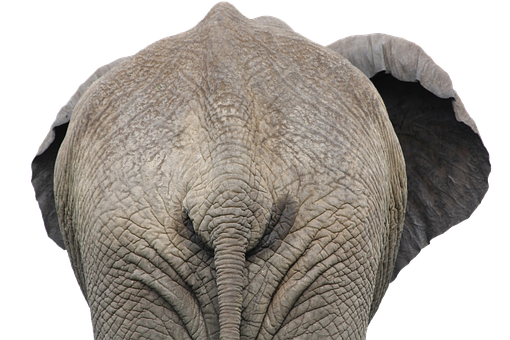 African Elephant Portrait Black Background PNG