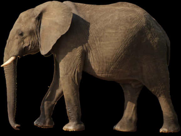 African Elephant Profile Walk PNG
