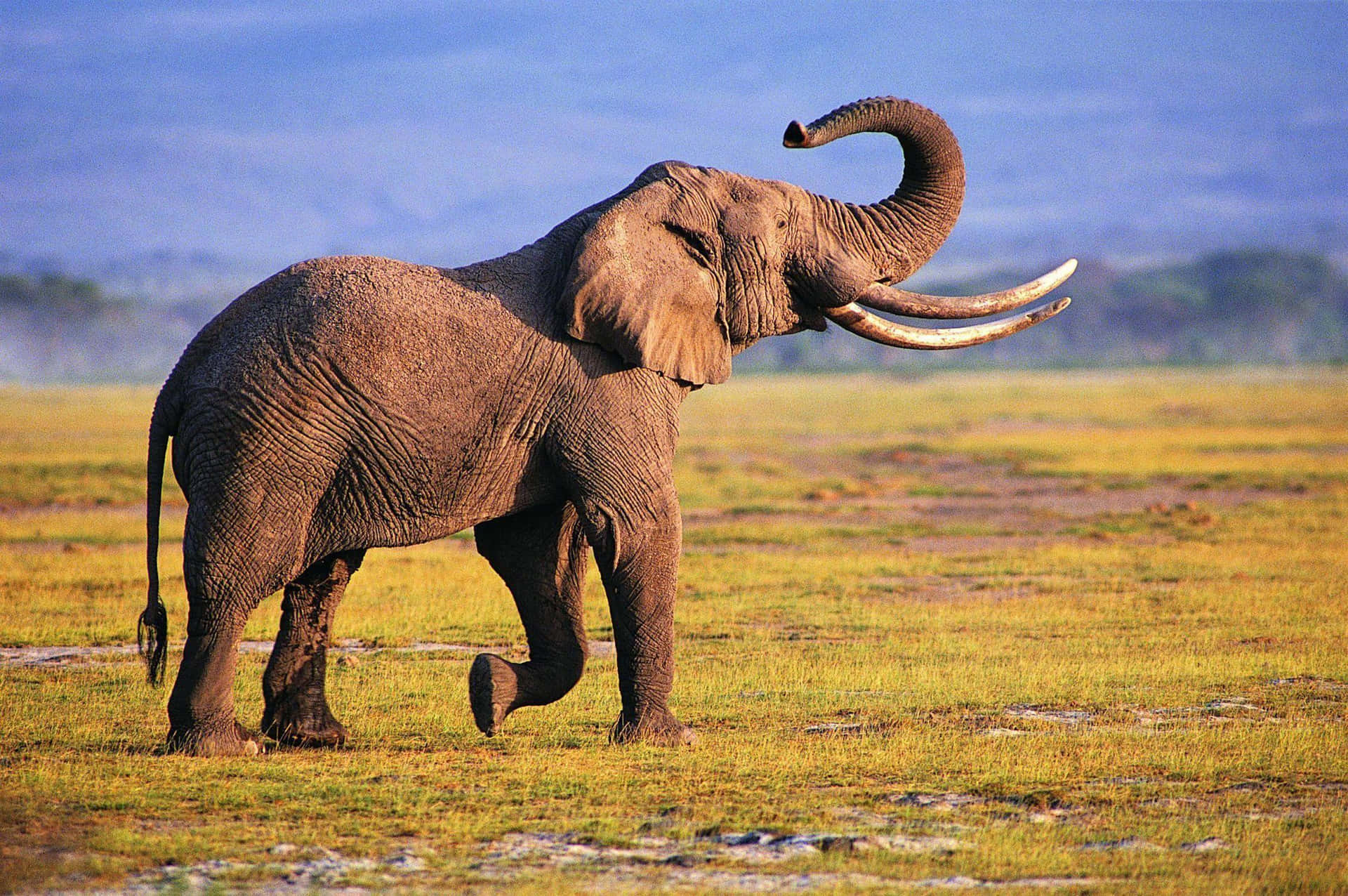 African Elephant Raising Trunk Wallpaper