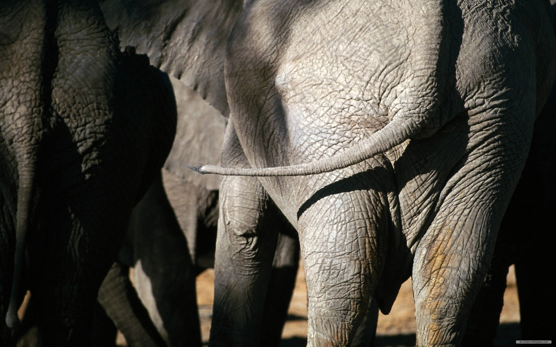 African Elephant Rear View