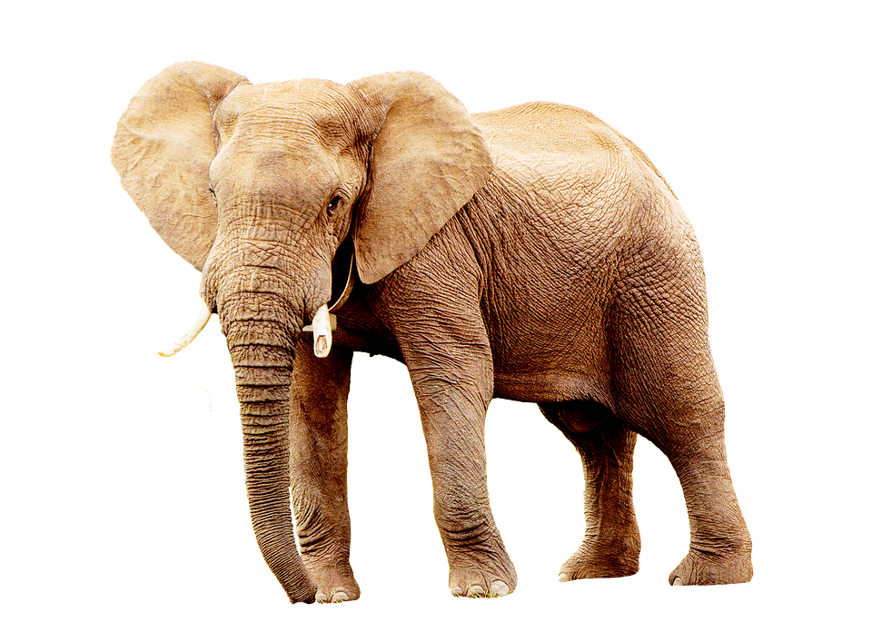 African Elephant Standing Isolated PNG