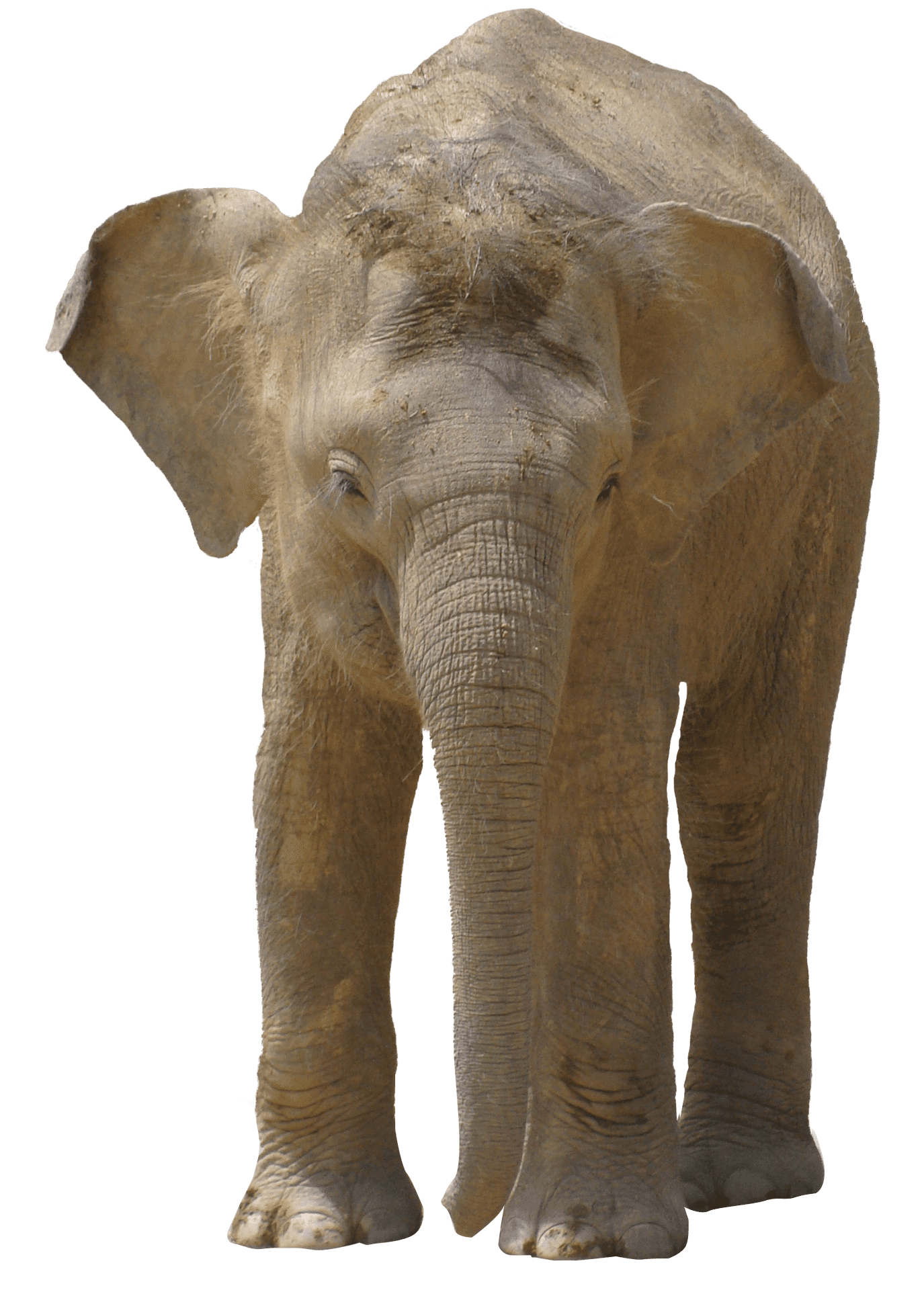 African Elephant Standing Isolated.png PNG
