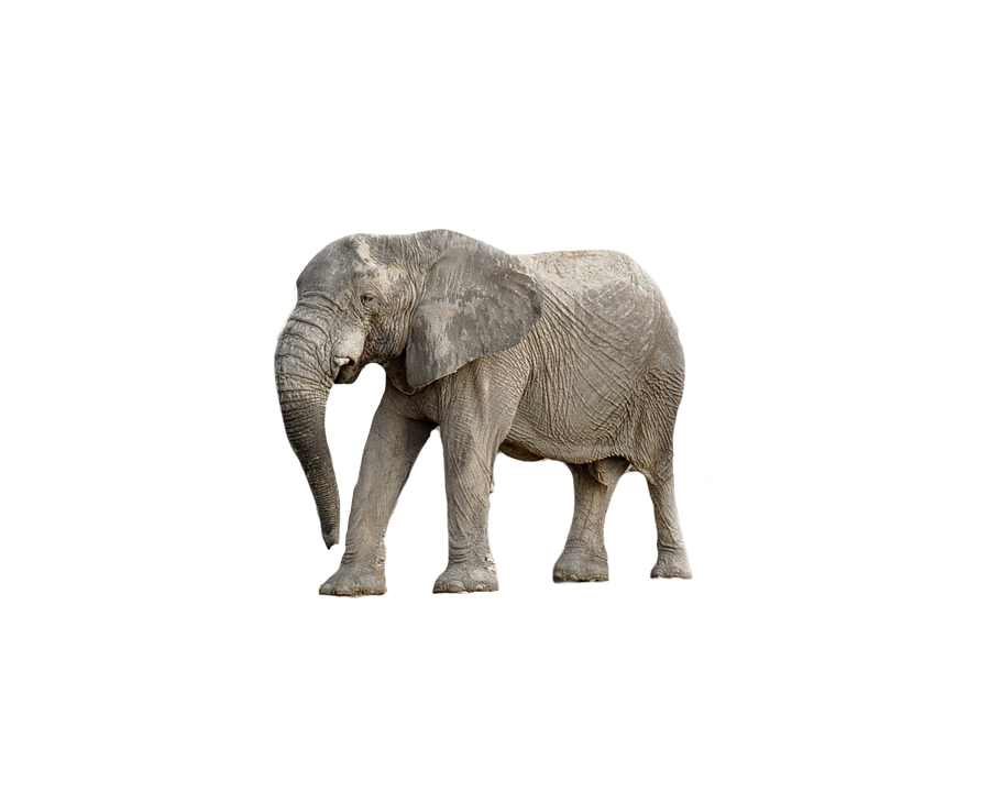 African Elephant Standing Side View PNG